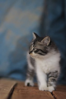 Mavi bulanık arka planı olan sevimli bir kedi yavrusu. Yavru kedi resmi..