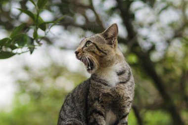 Garip bir ifadeyle duvarda oturan komik sürpriz kedi. Kedi stoku fotoğrafı.
