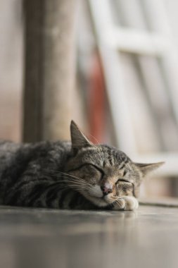 Bulanık arkaplan ile uyuyan kediyi yakın plan