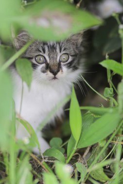 Şirin kedi yavrusunun yakından görüntüsü bulanık arkaplanlı çimenlerin içindeki kameraya bak.