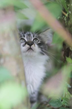 Şirin kedi yavrusunun yakından görüntüsü bulanık arkaplanlı çimenlerin içindeki kameraya bak.