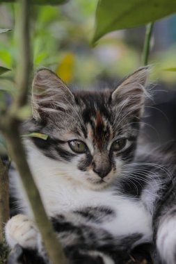 Şirin kedi yavrusunun yakından görüntüsü bulanık arka planlı çimlerdeki kameraya bak. Yavru kedi resmi.