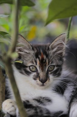 Şirin kedi yavrusunun yakından görüntüsü bulanık arka planlı çimlerdeki kameraya bak. Yavru kedi resmi.
