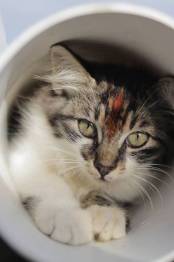 Plastik borunun içinde oynayan sevimli kedi yavrusunun yakın görüntüsü. Kedi yavrularının stok fotoğrafı