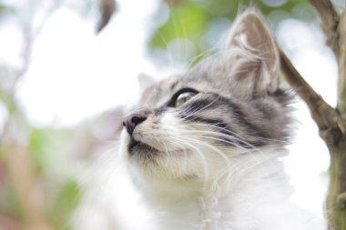 Bahçedeki sevimli kedi yavrusunun yakın görüntüsü. Yavru kedi resmi.