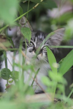 Şirin kedi yavrusunun yakından görüntüsü bulanık arkaplanlı çimenlerin içindeki kameraya bak.