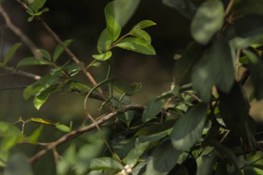 Bahçe kertenkelesi dallarda sürünüyor. Bronchocela jubata, genelde yaban mersinli orman kertenkelesi ya da bahçe kertenkelesi olarak bilinir. Bukalemun detaylarını kapat.