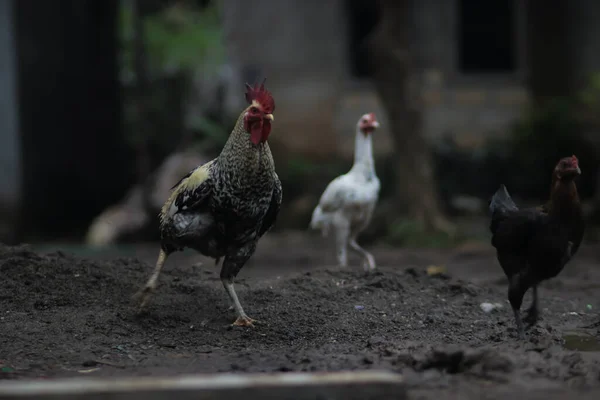 Индонезийская Местная Курица Известная Аям Пелунг Ищет Еду Дворе — стоковое фото