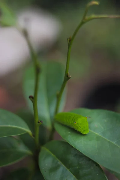 Bruco Verde Carino Strisciare Albero Caterpillar Stock Immagini — Foto Stock