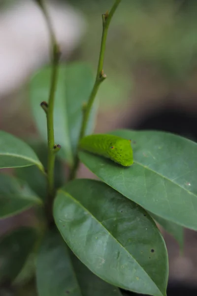 Милая Зеленая Гусеница Ползает Дереву Катерпиллярные Изображения Запасов — стоковое фото