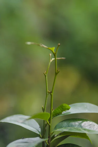 Niedliche Grüne Raupe Krabbelt Auf Baum Caterpillar Archivbilder — Stockfoto