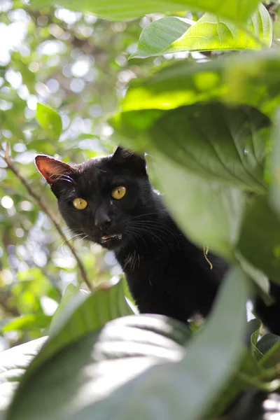 Sorpreso Gatto Nero Con Foglie Verdi Giardino Foto Archivio Gatto — Foto Stock