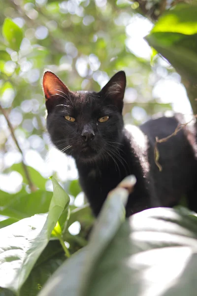 Chat Noir Colère Avec Des Feuilles Vertes Dans Jardin Chat — Photo