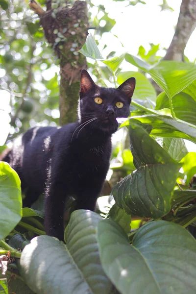 Gatto Nero Con Foglie Verdi Giardino Foto Archivio Gatto Nero — Foto Stock