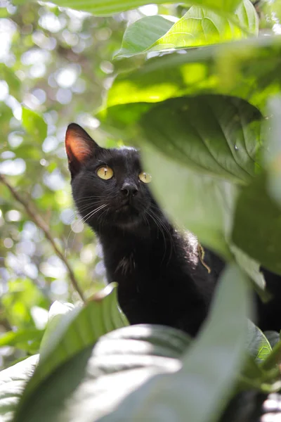 Černá Kočka Zelenými Listy Zahradě Černá Kočka Stock Fotky — Stock fotografie