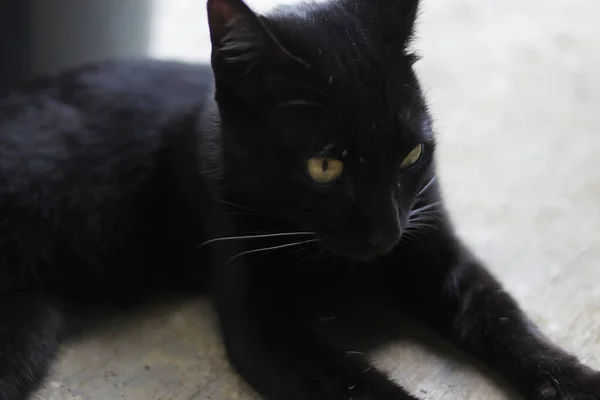 Θυμωμένη Μαύρη Γάτα Στοκ Φωτογραφία — Φωτογραφία Αρχείου