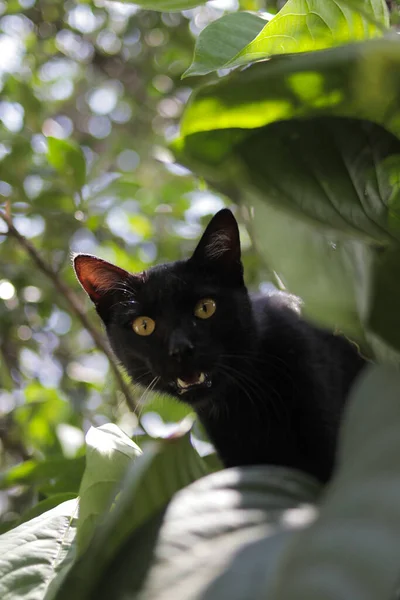 Удивлённая Чёрная Кошка Зелёными Листьями Саду Черная Кошка — стоковое фото