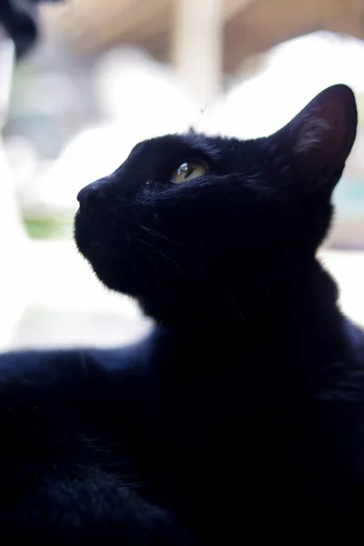 Περίεργη Μαύρη Γάτα Κοιτάζει Ψηλά Μαύρη Γάτα Στοκ Φωτογραφία — Φωτογραφία Αρχείου