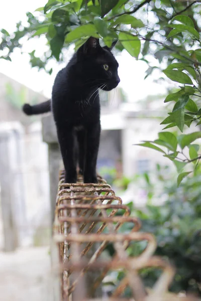 Gatto Nero Che Cammina Sulle Recinzioni Guarda Destra Foto Stock — Foto Stock