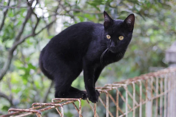 Překvapená Černá Kočka Kráčející Plotě Ohlížející Černá Kočka Stock Fotografie — Stock fotografie