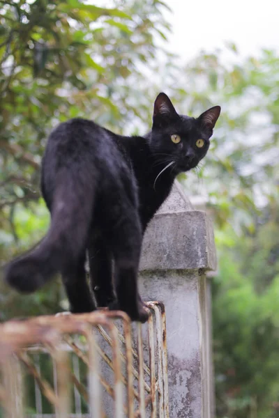 フェンスの上を歩く黒い猫が振り返っている 黒猫ストックフォト — ストック写真
