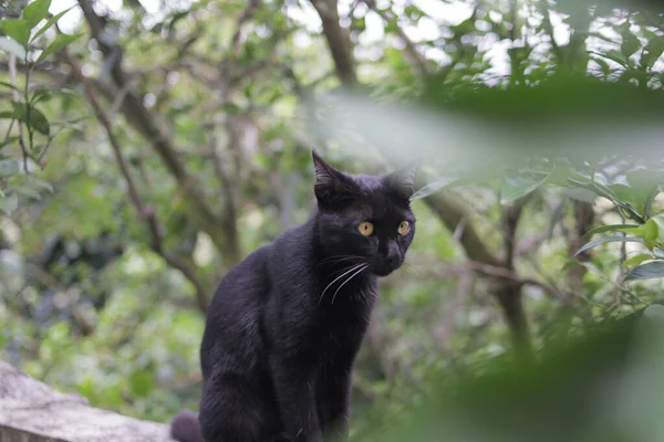 Забавно Удивляться Черной Кошке Заборе Черный Кот Фото — стоковое фото