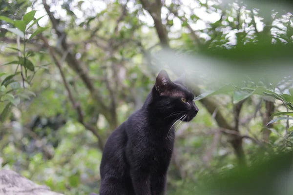 고양이 울타리에 있는게 이상해 Black Cat Stock Photo — 스톡 사진
