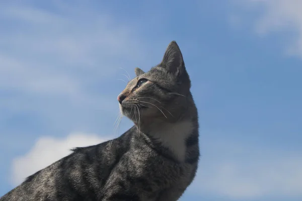 Indonesische Lokale Kat Tegen Heldere Blauwe Lucht Foto Van Een — Stockfoto