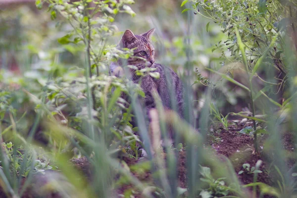 Endonezya Nın Zarif Kedisi Bahçede Sağa Bakıyor Kedi Stoku Fotoğrafı — Stok fotoğraf