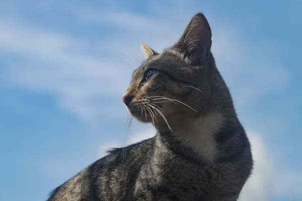 Indonesisk Lokal Katt Mot Klarblå Himmel Katt Stock Foto — Stockfoto