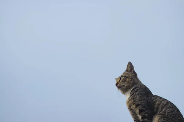 Katt Mot Klarblå Himmel Med Kopieringsutrymme Katt Stock Foto — Stockfoto