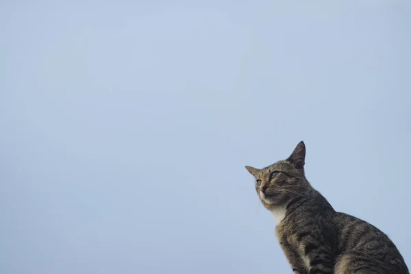 Chat Contre Ciel Bleu Clair Avec Espace Copie Chat Photo — Photo