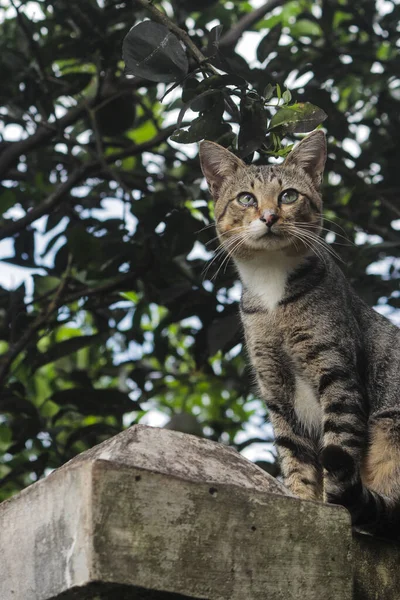 Indonesische Lokale Kat Met Onscherpe Achtergrond Foto Van Een Kat — Stockfoto