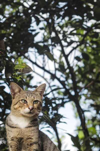 Indonesisk Lokal Katt Med Diffus Suddig Bakgrund Katt Stock Foto — Stockfoto