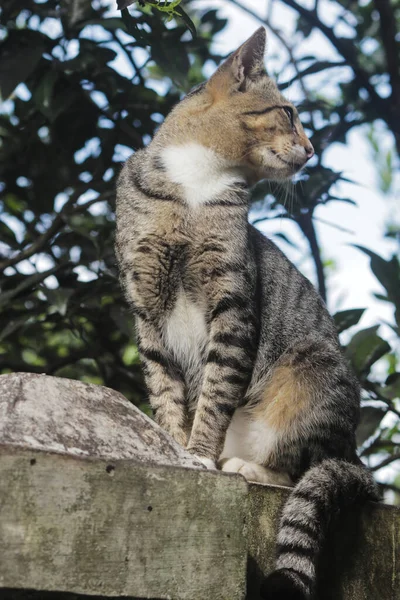 Indonesisk Lokal Katt Med Diffus Suddig Bakgrund Katt Stock Foto — Stockfoto