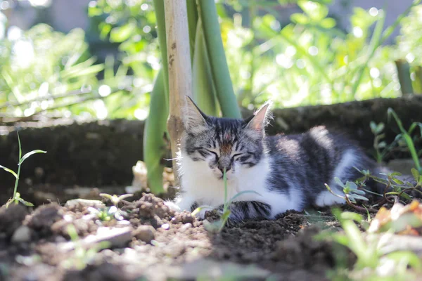可爱困倦的小猫躺在花园里的地上 猫科动物照片 — 图库照片
