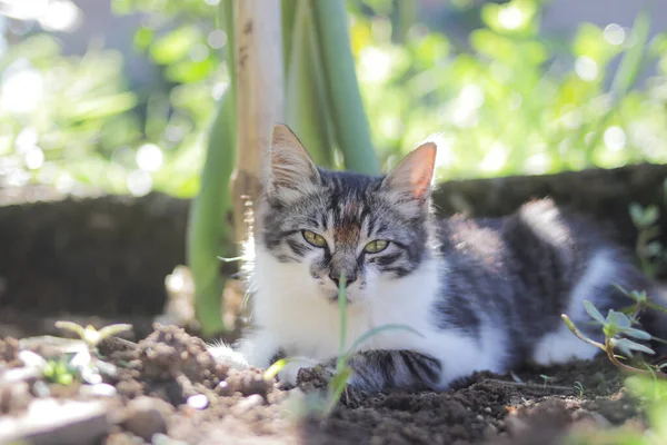 Nettes Kätzchen Das Sich Garten Auf Den Boden Legt Jungtier — Stockfoto