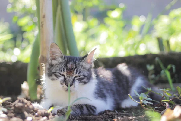 Słodki Śpiący Kotek Leżący Ziemi Ogrodzie Zdjęcie Kociaka — Zdjęcie stockowe