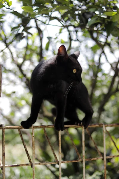 Μια Μαύρη Γάτα Που Περπατάει Φράχτες Φωτογραφία Αρχείου Γάτας — Φωτογραφία Αρχείου