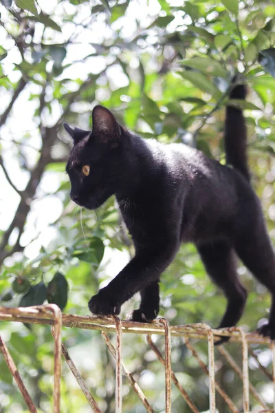 Svart Katt Går Staket Katt Stock Foto — Stockfoto