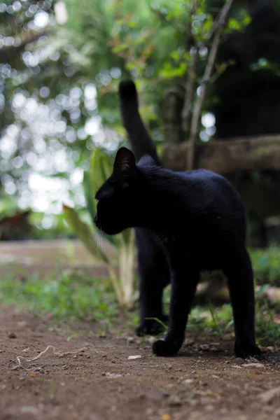 Chat Noir Regardant Arrière Dans Cour — Photo
