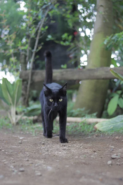 Černá Kočka Kráčí Dvoře Černá Kočka Stock Fotografie — Stock fotografie