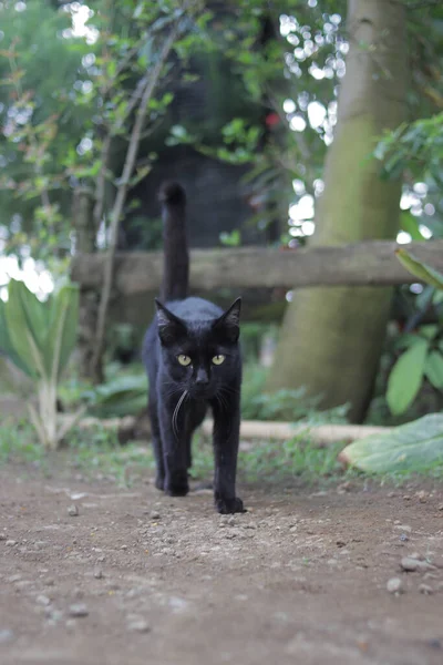 Chat Noir Marchant Dans Cour Chat Noir Photo Stock — Photo