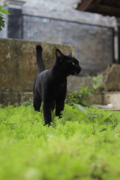 Gatto Nero Che Cammina Sull Erba Verde Foto Stock Gatto — Foto Stock