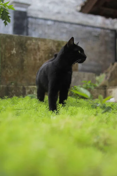 Chat Noir Marchant Sur Herbe Verte Chat Noir Photo Stock — Photo