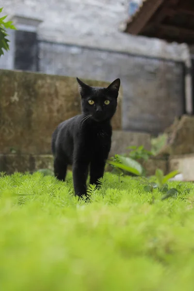 Yeşil Çimlerde Yürüyen Kara Kedi Kara Kedi Resmi — Stok fotoğraf