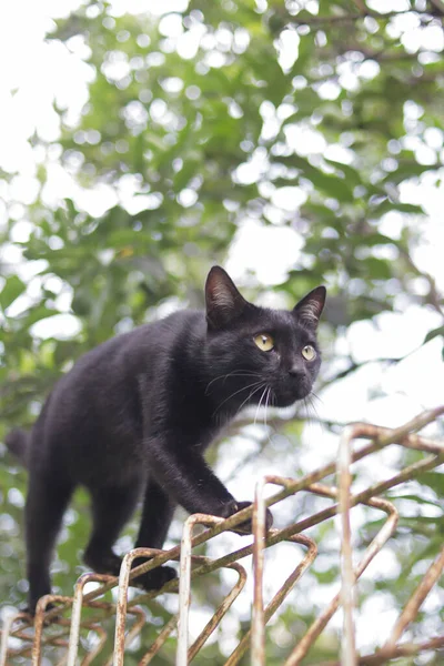 Chat Noir Marchant Sur Des Clôtures Chat Noir Photo Stock — Photo