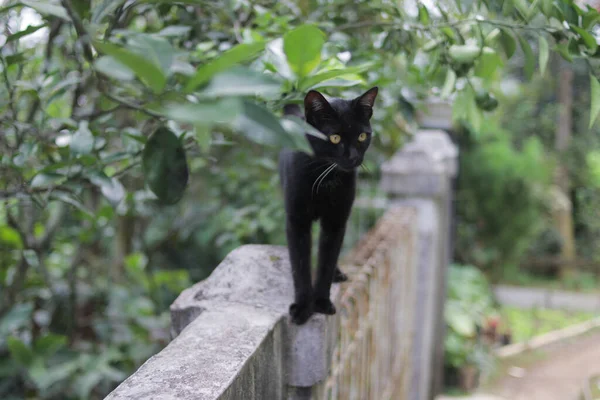 フェンスに黒い猫が歩いている 黒猫ストックフォト — ストック写真