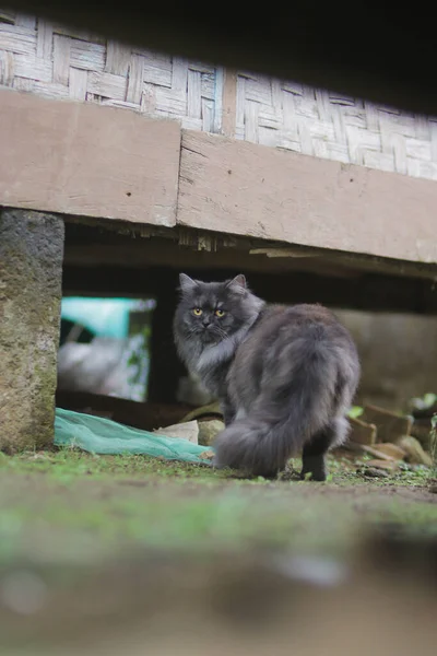 伝統的なインドネシアの家の下に隠れてかわいいグランピー猫 — ストック写真