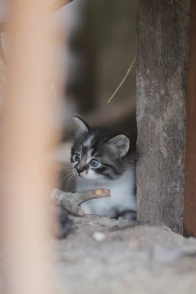 庭のかわいい子猫のストックフォト — ストック写真